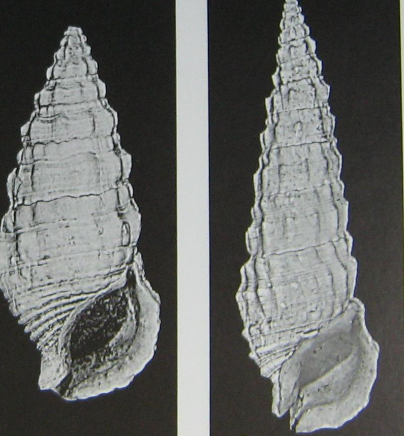 Cerithium vulgatum (Bruguiere, 1792) - Pliocene - Biellese